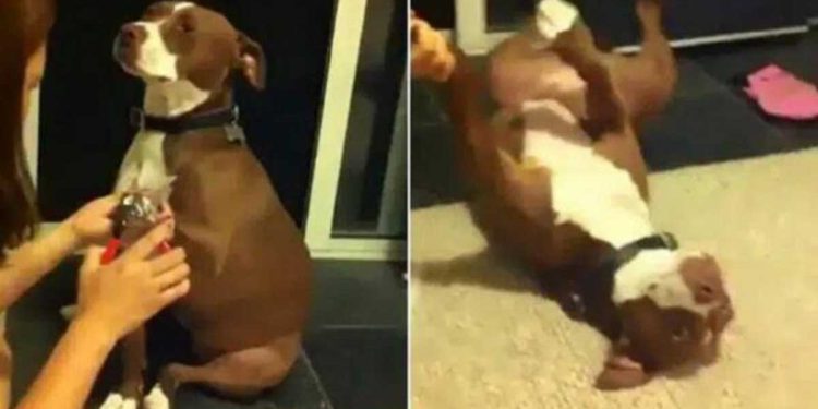 pitbull dramatique simule évanouissement