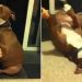 Un pitbull dramatique simule un évanouissement pour éviter qu’on lui coupe les griffes 6 pitbull dramatique simule évanouissement