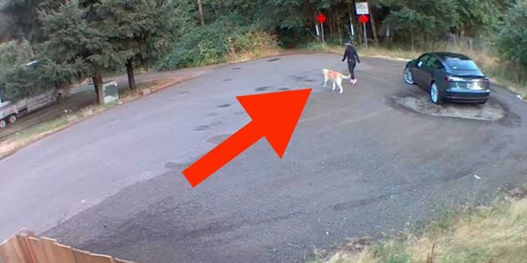 promenade ordinaire avec un chien enregistré CCTV