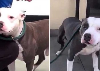 réaction émotionnelle pitbull libéré refuge