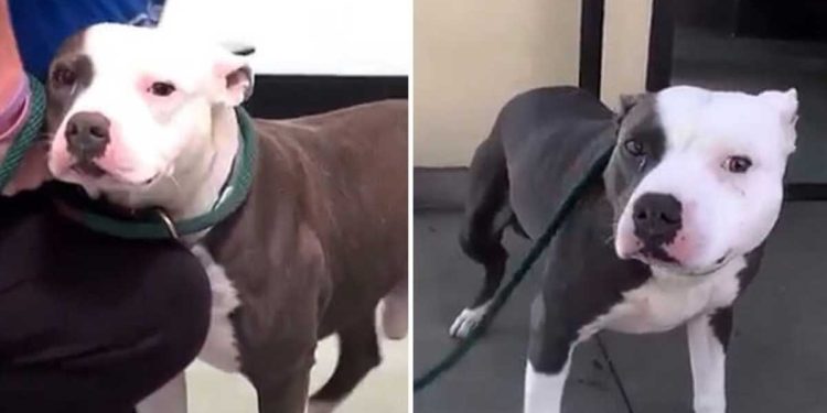 réaction émotionnelle pitbull libéré refuge