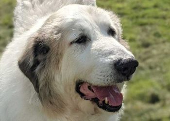 sombre secret vétérinaire puce chien