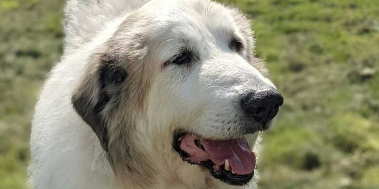 Un sombre secret d'il y a des années est révélé lorsqu'un vétérinaire scanne la puce du chien. Ça s'est terminé au tribunal 1 sombre secret vétérinaire puce chien