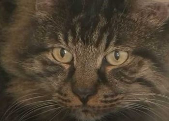 trouvé chat jardin découvert secret 12 ans