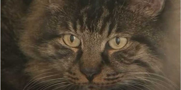 Il a trouvé un chat dans le jardin et a découvert un secret datant d'il y a 12 ans. Personne ne pouvait croire que cela se produisait réellement 1 trouvé chat jardin découvert secret 12 ans