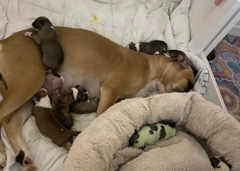 un des chiots nouveau-née est différent des autres