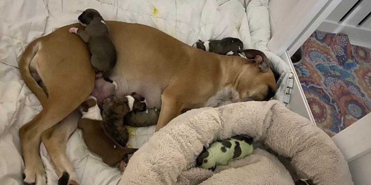 un des chiots nouveau-née est différent des autres