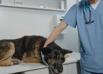 vétérinaire licencié 200 chiens