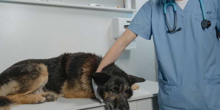 vétérinaire licencié 200 chiens