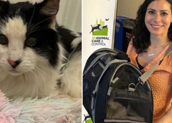 vieux chat malade trouvé vrai ange