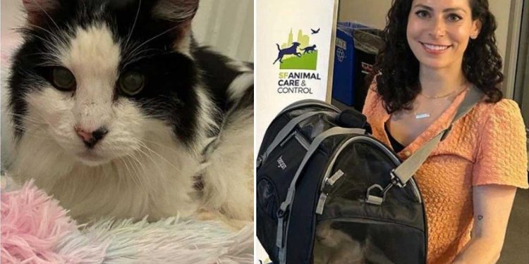 vieux chat malade trouvé vrai ange