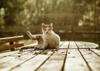 Combien de temps un chat se souvient-il de son propriétaire