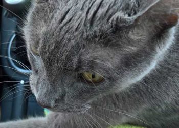 Ils se rendaient dernière visite vétérinaire chat