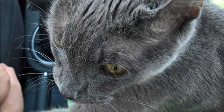 Ils se rendaient à la dernière visite chez le vétérinaire avec leur chat. Le geste de l'animal leur a brisé le cœur 1 Ils se rendaient dernière visite vétérinaire chat