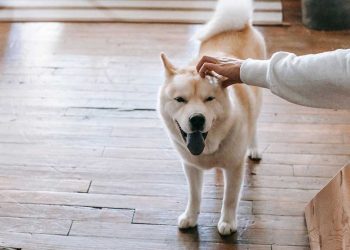 Quand NE PAS caresser un chien ? Gardez vos mains pour vous pendant ces moments. Cette erreur peut faire toute la différence 6 Quand NE PAS caresser un chien