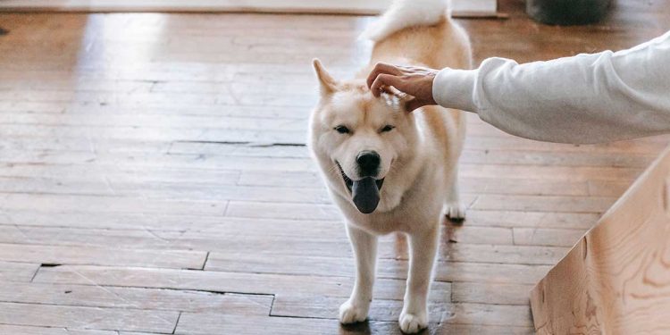 Quand NE PAS caresser un chien ? Gardez vos mains pour vous pendant ces moments. Cette erreur peut faire toute la différence 1 Quand NE PAS caresser un chien