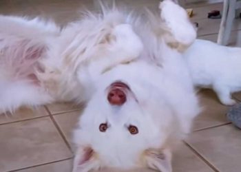 adopté nouvel animal compagnie réaction chien viral