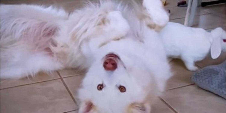 adopté nouvel animal compagnie réaction chien viral