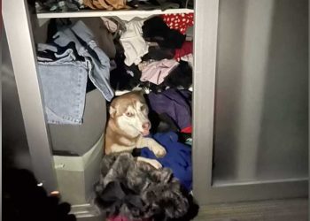 agissant étrangement chien Husky caché secret