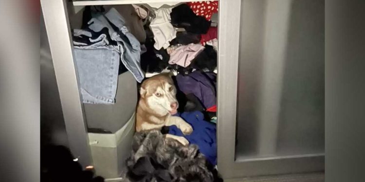 Agissant étrangement au départ, ce chien Husky a apparemment caché un secret intéressant à son propriétaire 1 agissant étrangement chien Husky caché secret