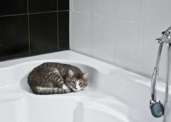 chat adore passer temps salle de bain