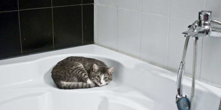 chat adore passer temps salle de bain