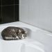 chat adore passer temps salle de bain