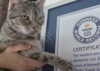 chat record Guinness ronronnement plus fort