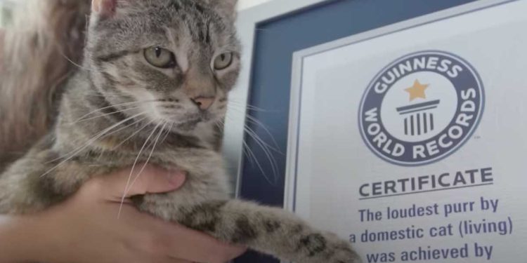 chat record Guinness ronronnement plus fort