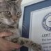 Ce chat atteint le record Guinness du ronronnement le plus fort émis par un félin domestique 2 chat record Guinness ronronnement plus fort
