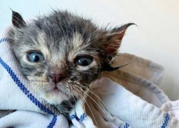 chaton blotti tas feuilles homme pas ignorer