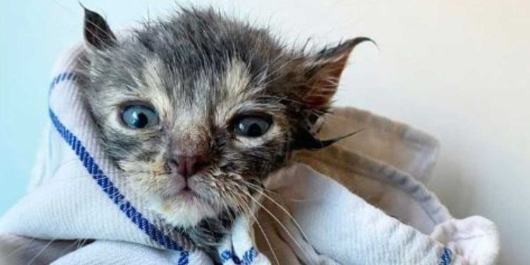 chaton blotti tas feuilles homme pas ignorer