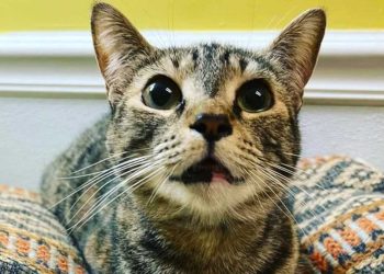 chaton passé premier et deuxième anniversaire refuge