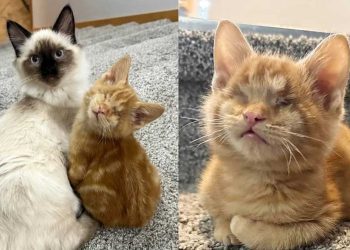 chaton s accroche chat famille le suit partout