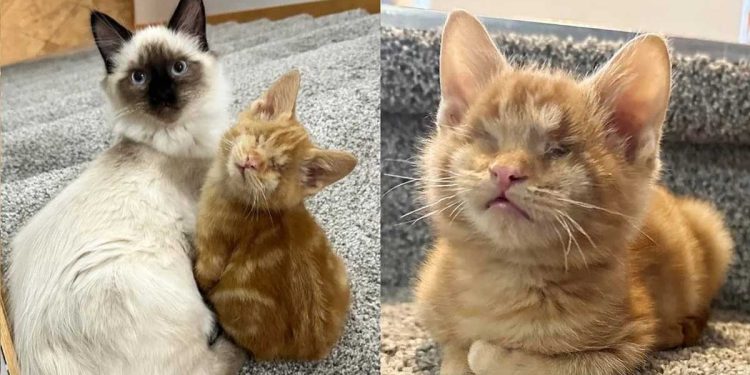 chaton s accroche chat famille le suit partout