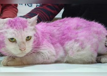 chatte enceinte retrouvée avec pelage violet