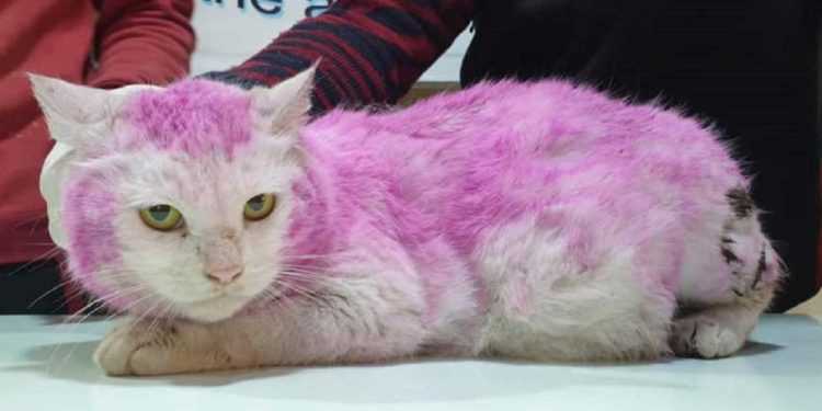 Cette chatte enceinte a été retrouvée avec un pelage violet. La raison est choquante ! 1 chatte enceinte retrouvée avec pelage violet