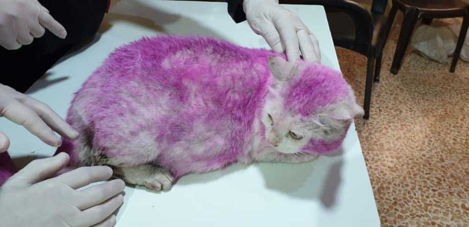 chatte enceinte retrouvée avec pelage violet