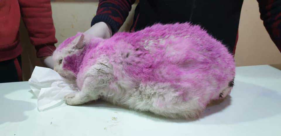 chatte enceinte retrouvée avec pelage violet