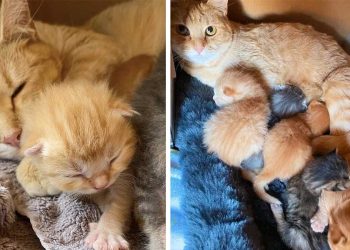 chatte sans abri endroit cacher petits