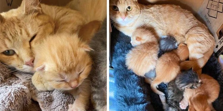 chatte sans abri endroit cacher petits