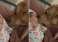 chien approché visage bébé