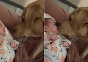 chien approché visage bébé