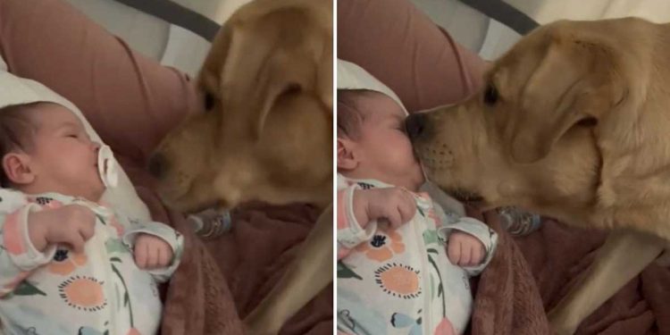 chien approché visage bébé