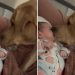 Vidéo: Le chien s'est approché du visage du bébé, mais pas pour lui dire bonjour. Tout devant les parents 5 chien approché visage bébé