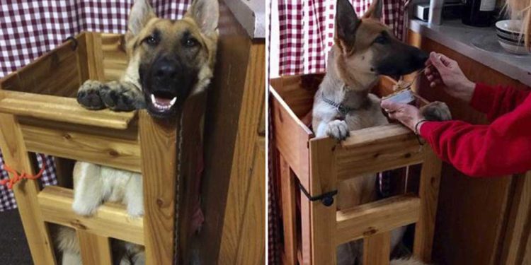 chien né différent manger sur chaise spéciale