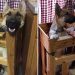 chien né différent manger sur chaise spéciale