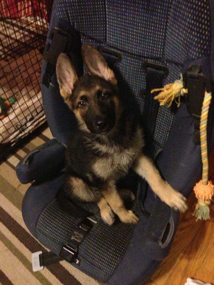 chien né différent manger sur chaise spéciale