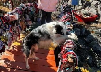 chien pont arc-en-ciel est réel