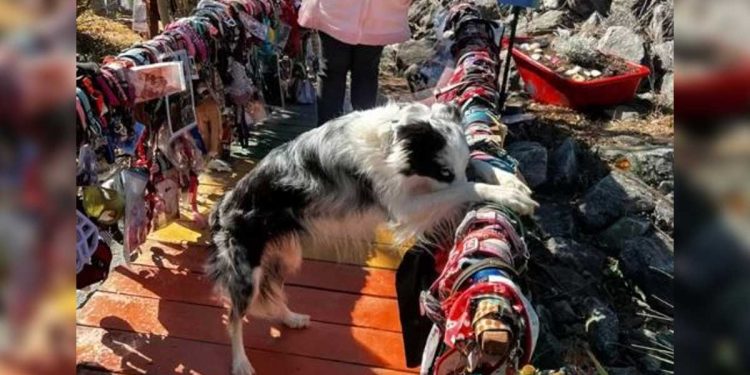 Le « pont arc-en-ciel » est réel. C'était inimaginable ce que le chien avait été surpris en train de faire, laissant la propriétaire sans voix. 1 chien pont arc-en-ciel est réel